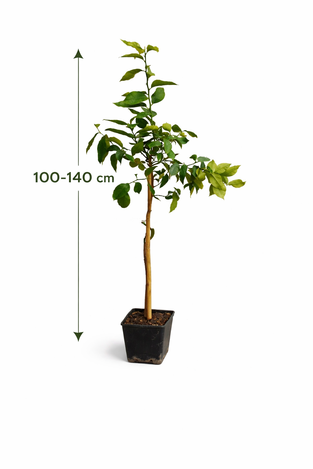 Citroník Fino 95 (Limonero Fino 95) – středomořská citrusová rostlina vysoká cca. 100–140 cm včetně květináče – Pravý citroník do zahrady, na terasu a balkon