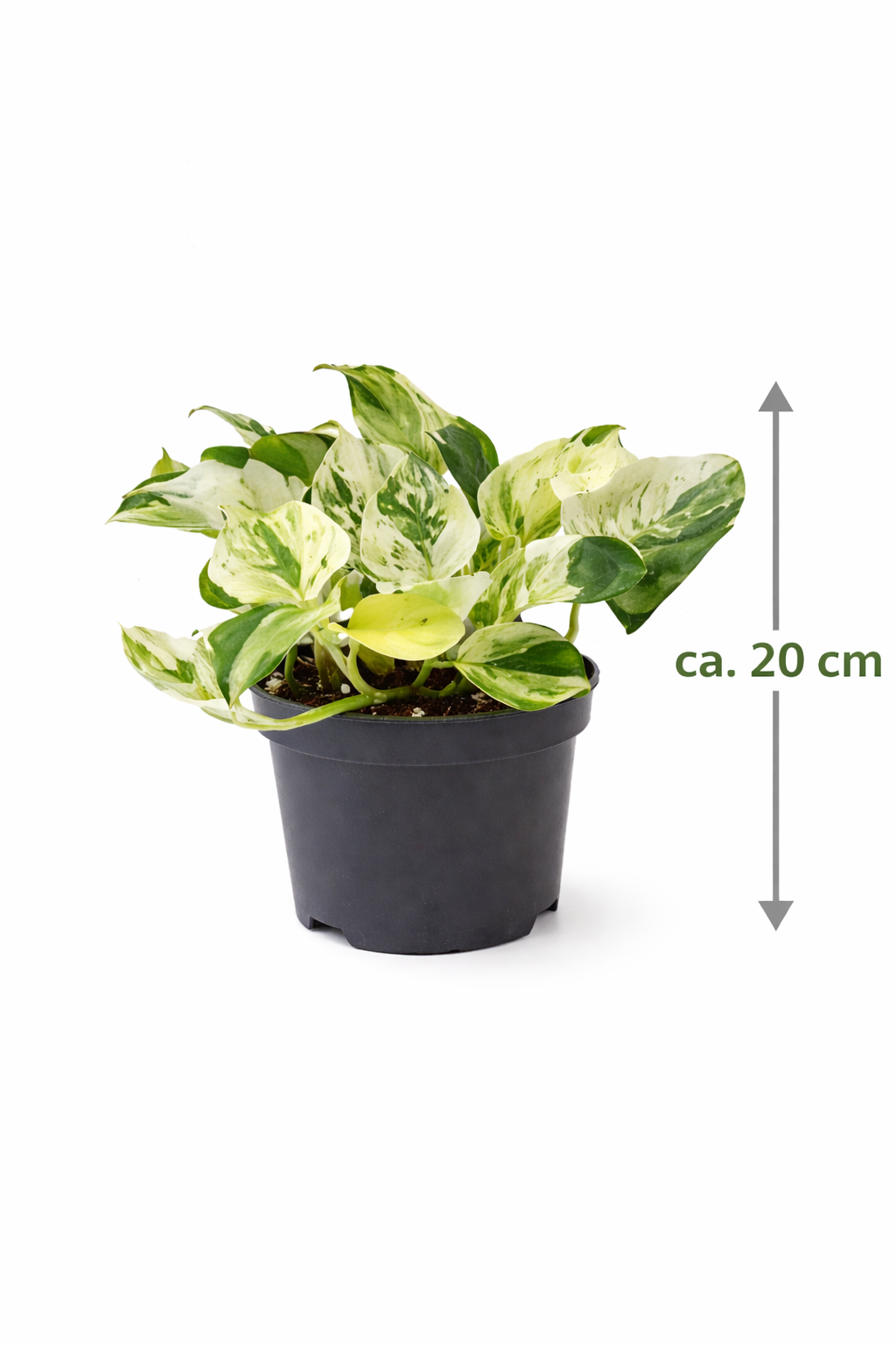 Epipremnum Happy Leaf Ø12 cm – Efeutute Zimmerpflanze ca. 20 cm hoch – pflegeleichte Grünpflanze für Wohnung & Büro