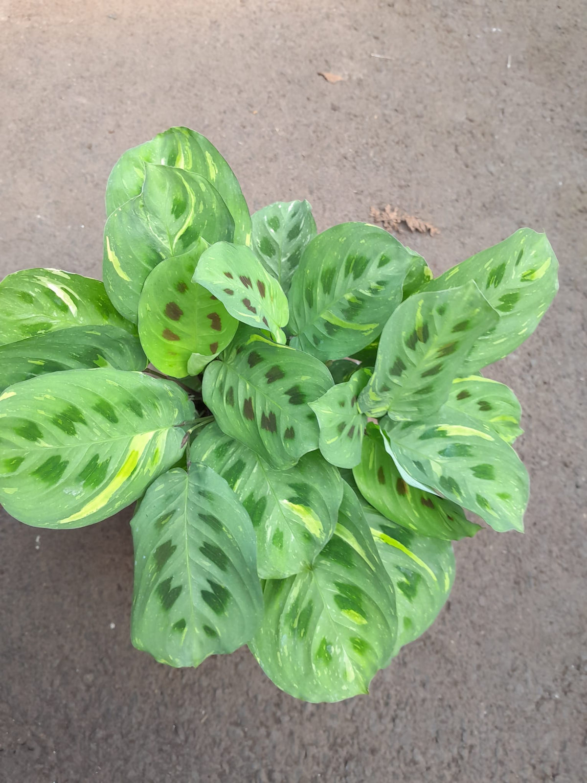 Maranta leuconeura 'Fantasy' cca. 30 cm Arova kořen - Pokojová rostlina - Listnatá rostlina