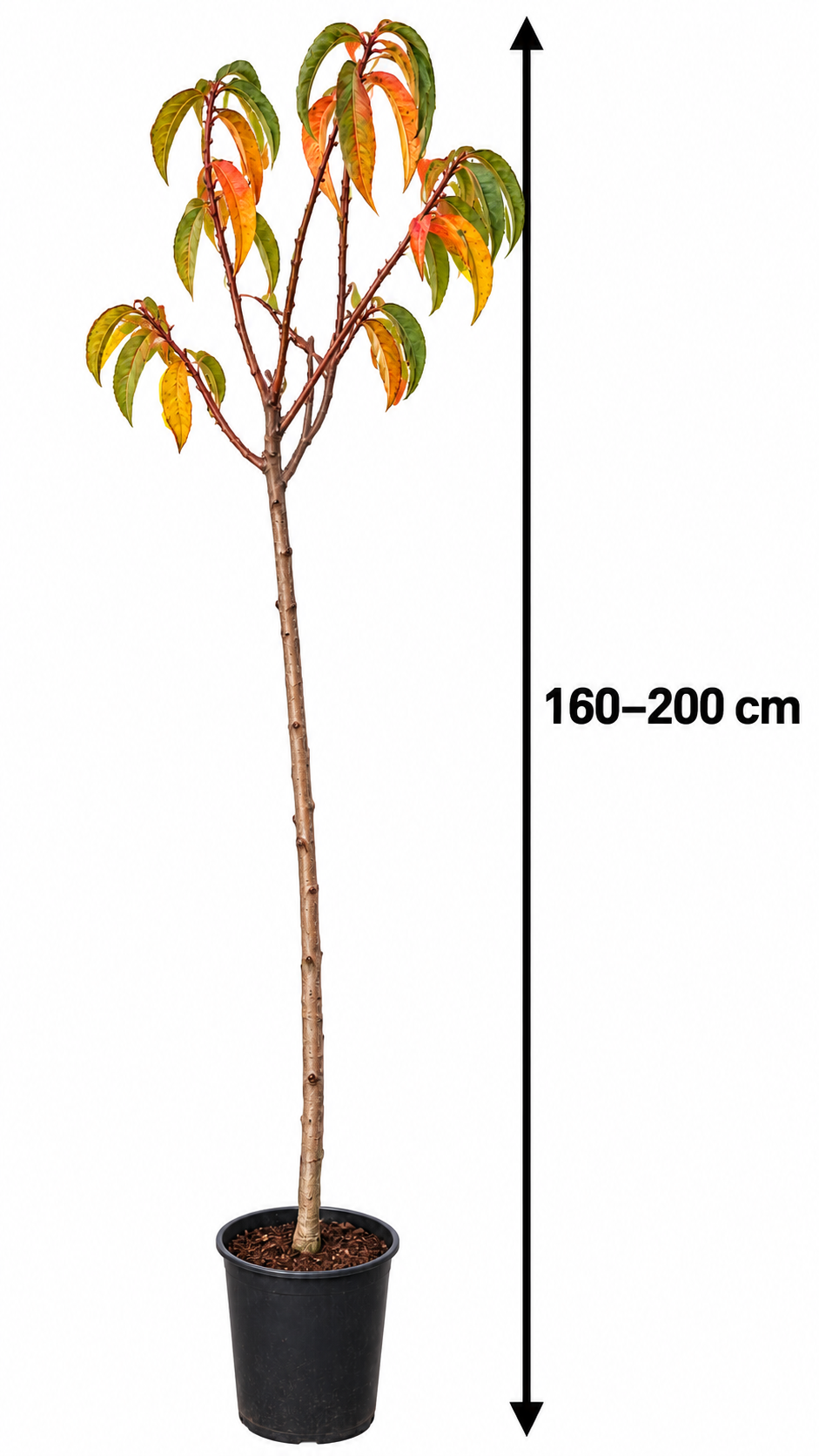 Pfirsichbaum ‘Federica’ – Prunus persica | Obstbaum für Garten & großen Kübel | 160–200 cm inkl. Topf
