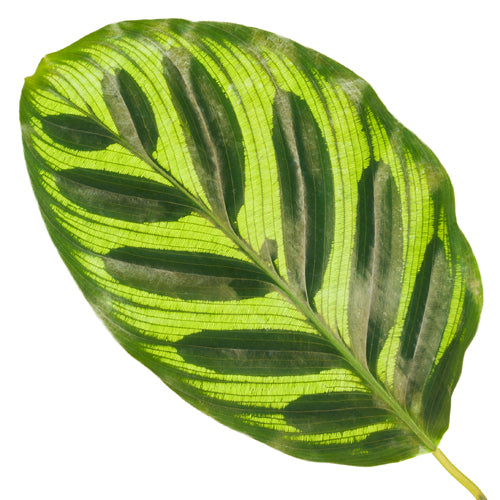 Calathea Makoyana 30-40 cm - Peacock Maranta - Pokojová rostlina - Listová rostlina - Vhodná pro domácí mazlíčky