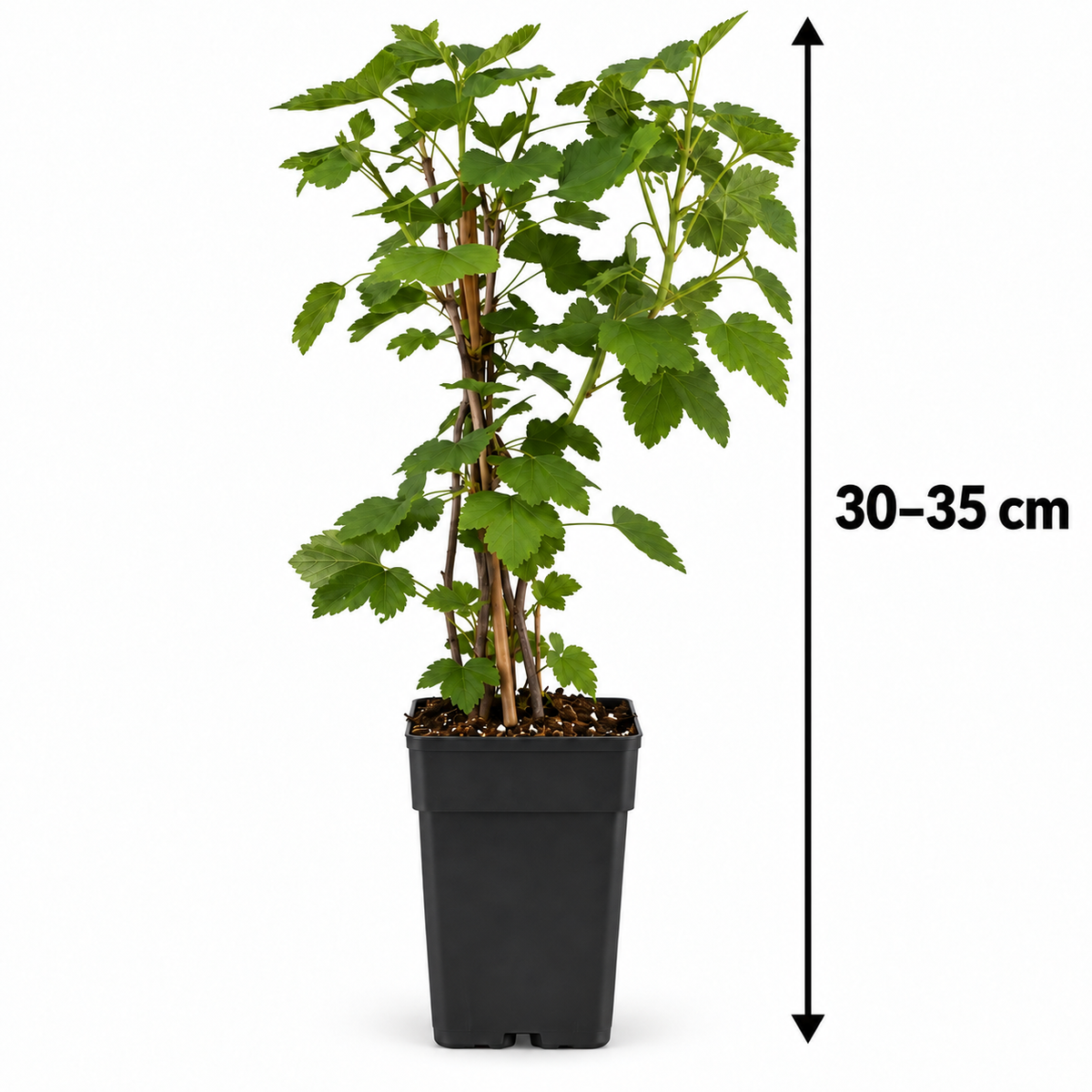 Weiße Johannisbeere ‘Witte Hollander’ 30–35 cm – Ribes rubrum, winterharter Beerenstrauch für Garten und Kübel