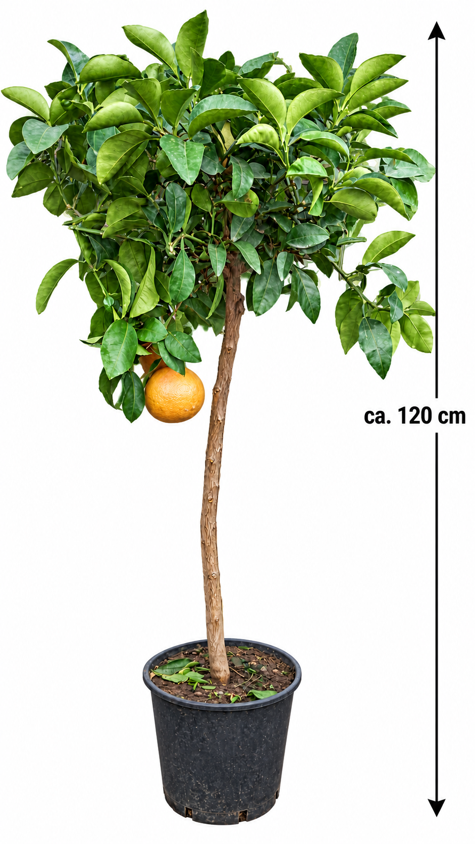 Grapefruitbaum – Citrus paradisi, immergrüne Zitruspflanze für Kübel, Terrasse & Wintergarten – ca. 120 cm inkl. Top