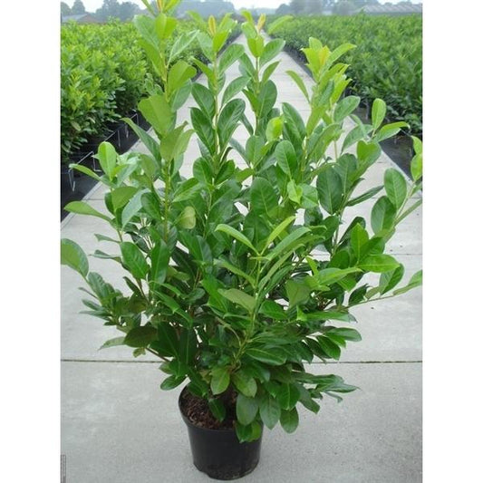 Prunus laurocerasus Rotundifolia Rundblättriger Kirschlorbeer