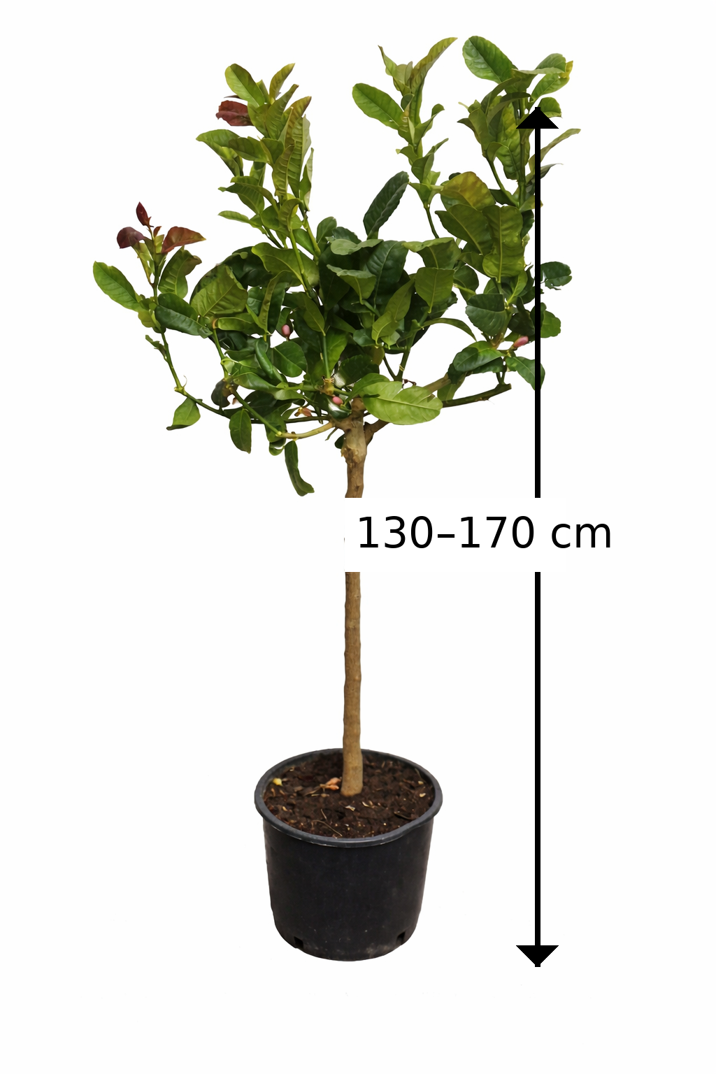 Buddhův citron (Citrus medica) – Exotická citrusová rostlina, 130-170 cm. Voňavá vzácnost pro vaši zahradu.
