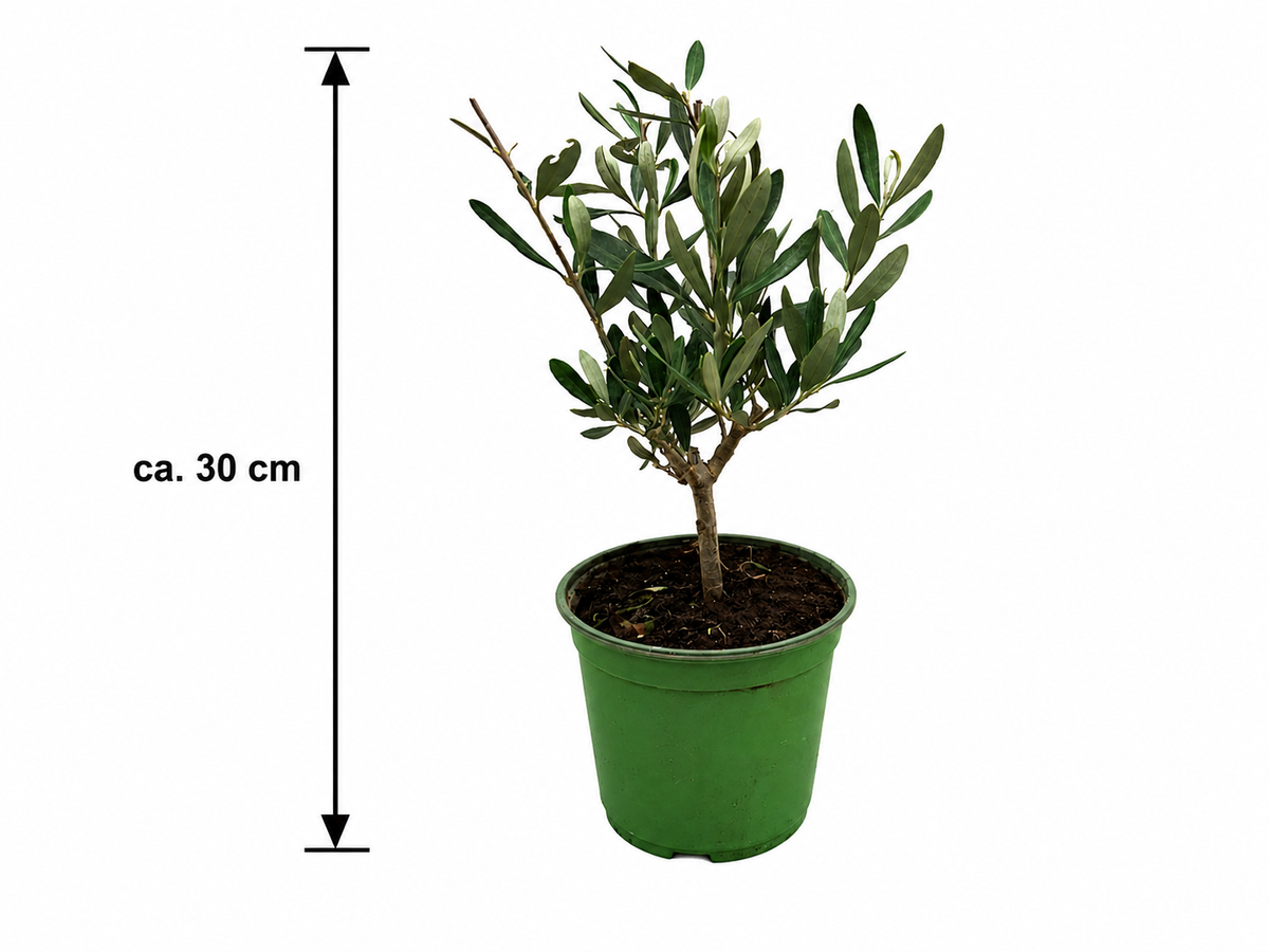 Olivenbaum Ministamm ca. 30 cm (Olea europaea) – Echter Olivenbaum, Mediterrane Kübelpflanze für Balkon, Terrasse, Wintergarten & Wohnraum