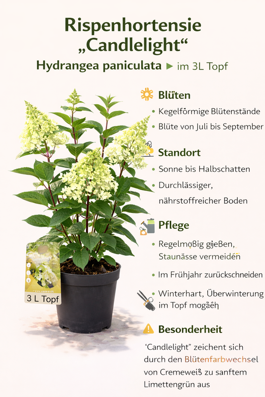 Rispenhortensie Candlelight Hydrangea paniculata im 3L Topf winterharte Gartenhortensie cremegelb blühender Zierstrauch für Garten Kübel und Beet