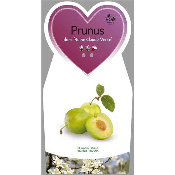 Prunus domestica 'Reine Claude Verte' - zelin velký