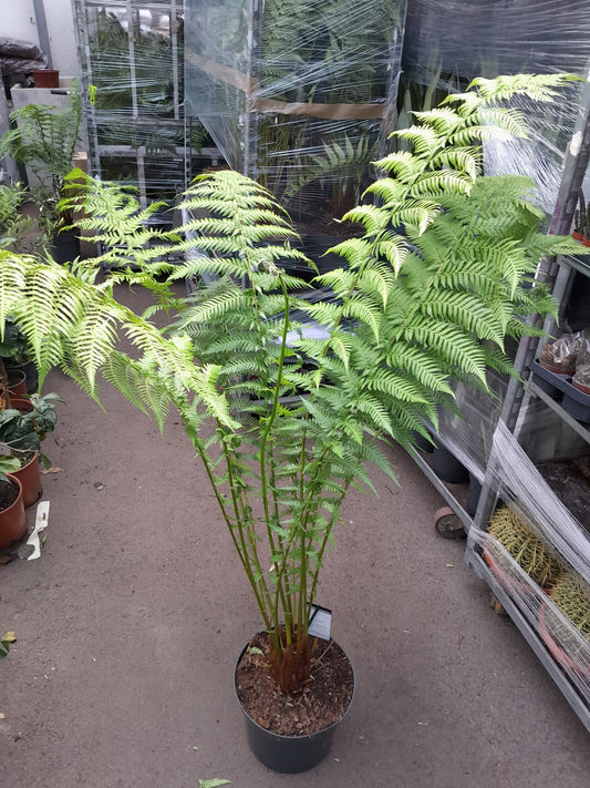 Stromová kapradina cca. 150 cm Dicksonia antarctica - pozůstatek z pravěku