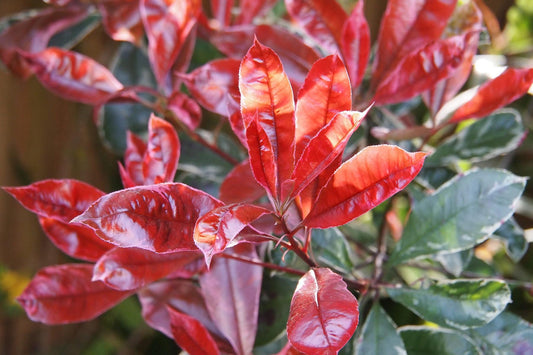 Rote Glanzmispel Red Robin 120-140 cm Photinia fraseri 'Red Robin' Solitärpflanze
