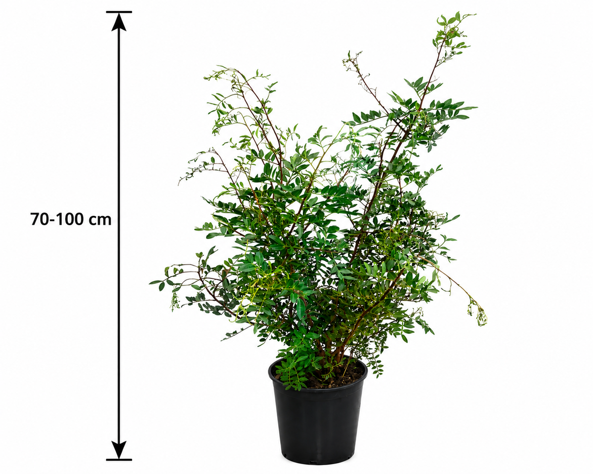 Pistacia lentiscus 130-140 cm stonek - mastichový keř - divoká pistácie
