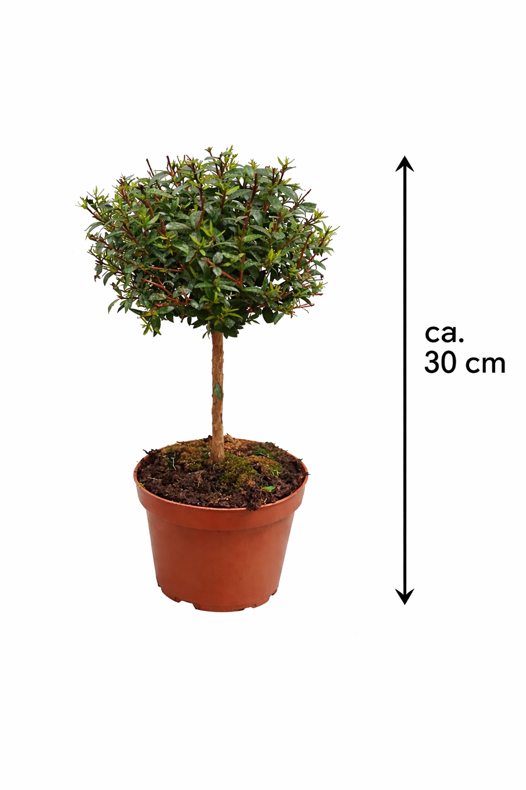 Brautmyrte Stämmchen ca. 50 cm – Echte Myrte (Myrtus communis) – Immergrünes Stämmchen für Balkon & Terrasse