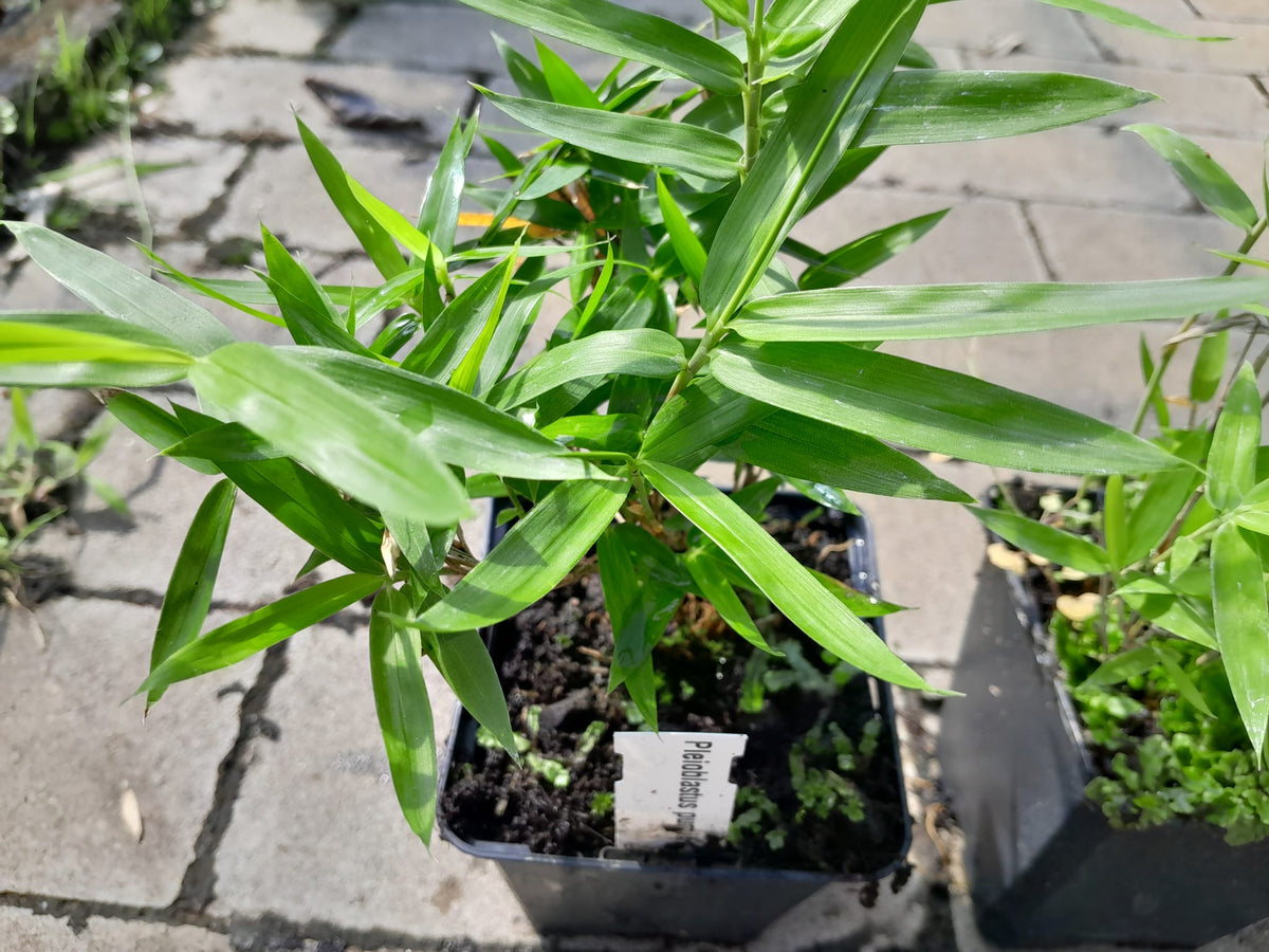 Zwergbambus Pleioblastus pumilus P9 30-40 cm - Sasa Pumila - Bamus - Heckenpflanze - Bodendecker