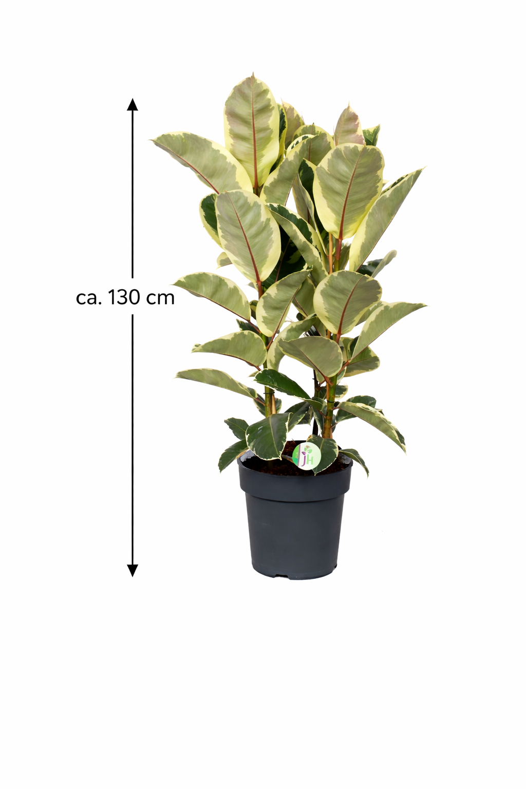 Weissbunter Gummibaum 3 Pflanzen im Topf ca. 130 cm Ficus elastica Tineke Zimmerpflanze