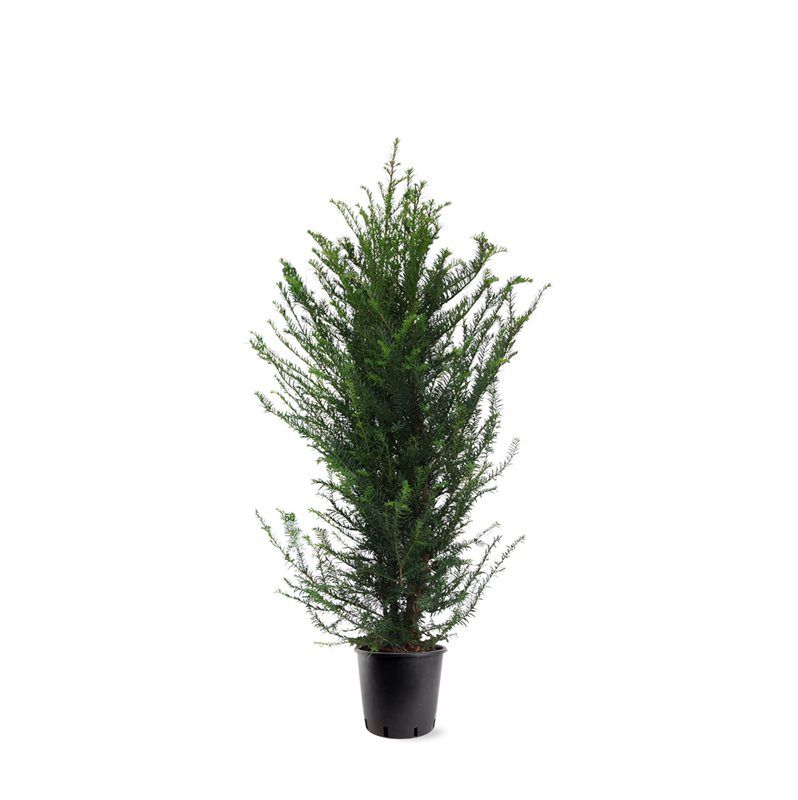 Eibe Taxus baccata Hecke 100-140 cm – Immergrüne Heckenpflanze | Pflegeleicht & Blickdicht