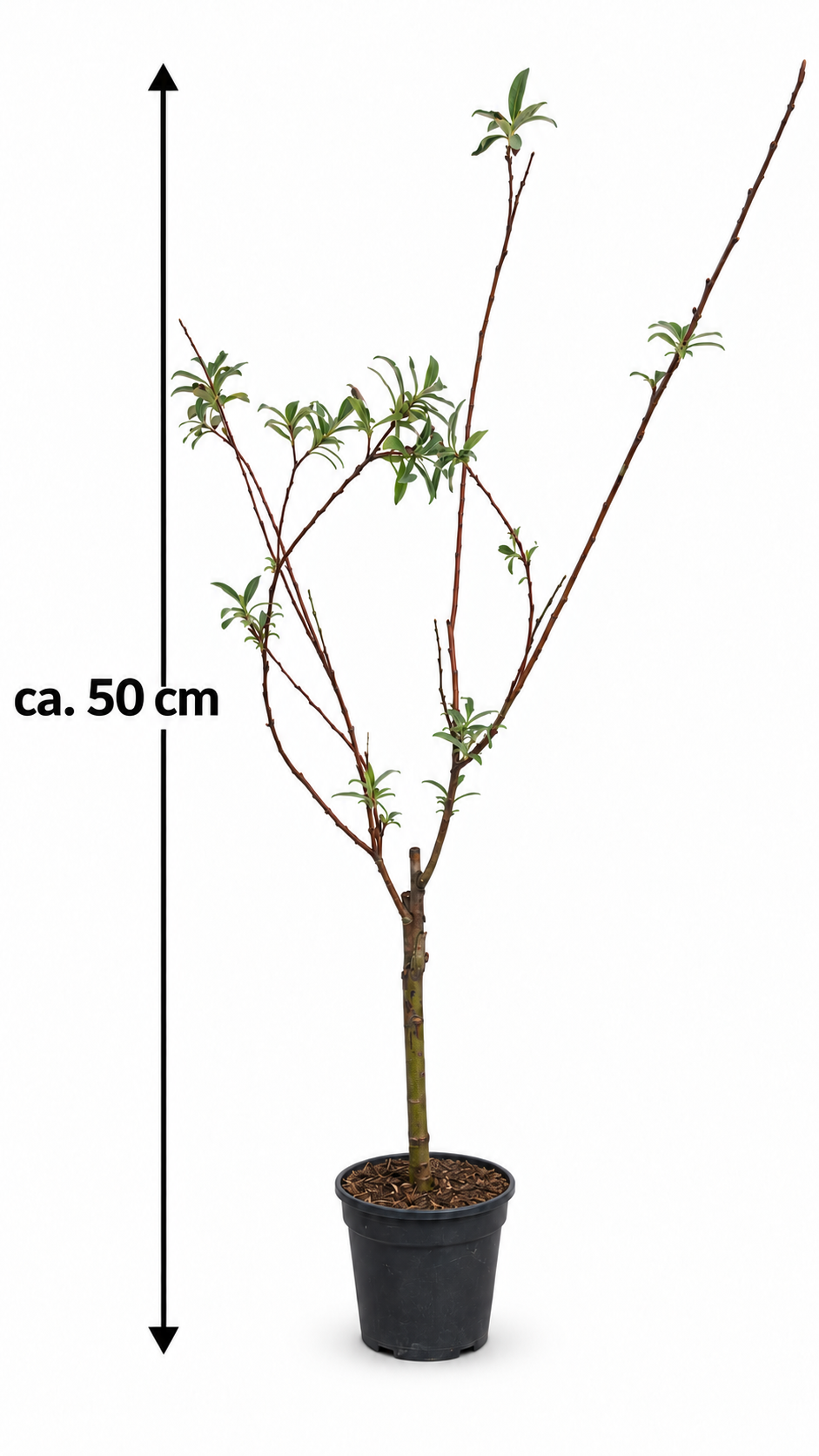 Rosa Riesen-Salweide ‘Mount Aso’ als Stämmchen ca. 50 cm – Salix gracilistyla mit rosafarbenen Weidenkätzchen