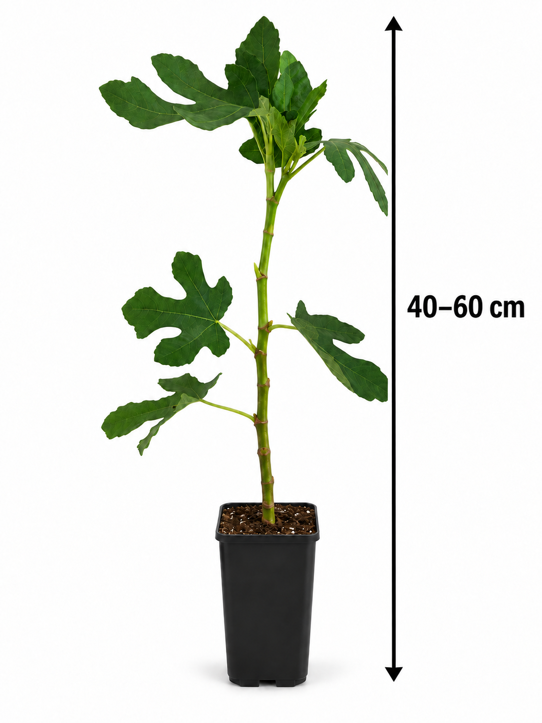 Feigenbaum ‘Brown Turkey’ 40–60 cm – Ficus carica, echte Feige für Garten, Terrasse und Balkon