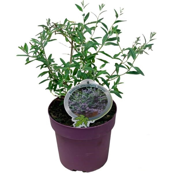 Buddleja alternifolia Unique (20-30 cm) – Dokonalá závěsná komule pro vaši zahradu!