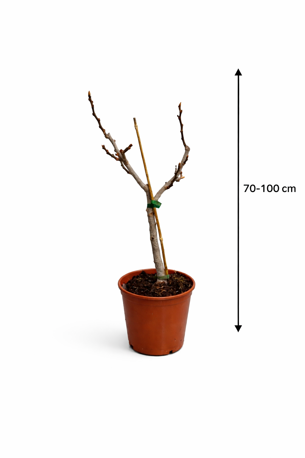 Feigenbaum Brown Turkey 70–100 cm – Winterharte Echte Feige (Ficus carica) – Mediterraner Obstbaum für Garten, Terrasse & Balkon