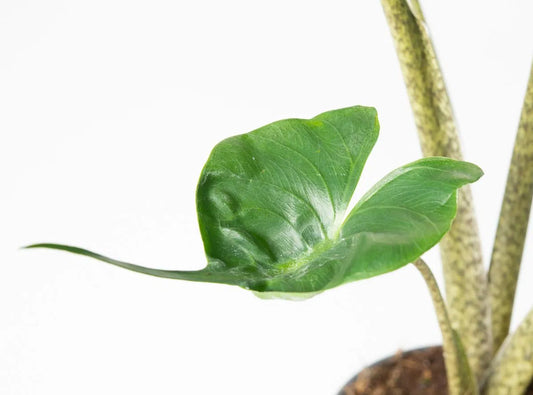 Alocasia Stingray 50-60 cm - Pfeilblatt - Elefantenohr - Zimmerpflanze - Grünpflanze