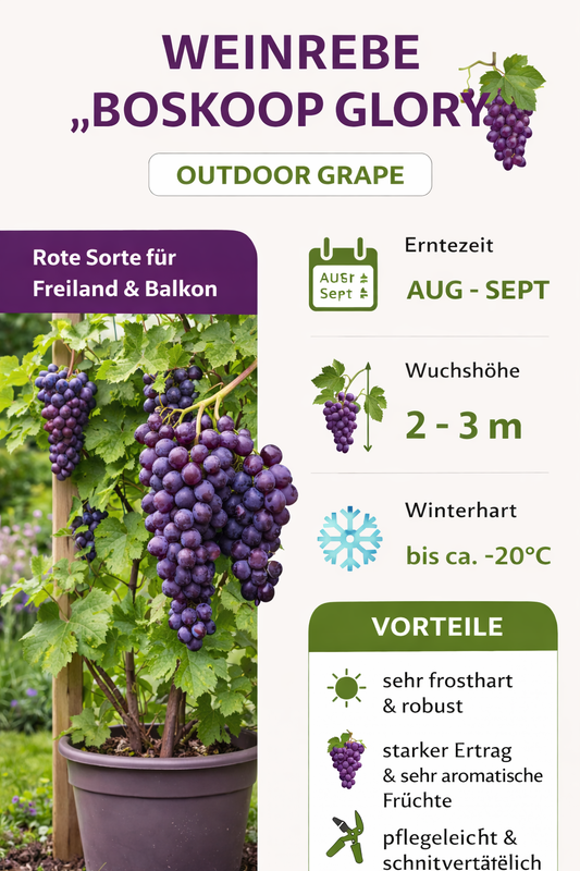2 Stück Rote Tafeltraube 'Boskoop Glory' (Vitis vinifera) – Winterharte Weinrebe, 30–50 cm inkl. Topf, aromatische Trauben für Garten & Terrasse