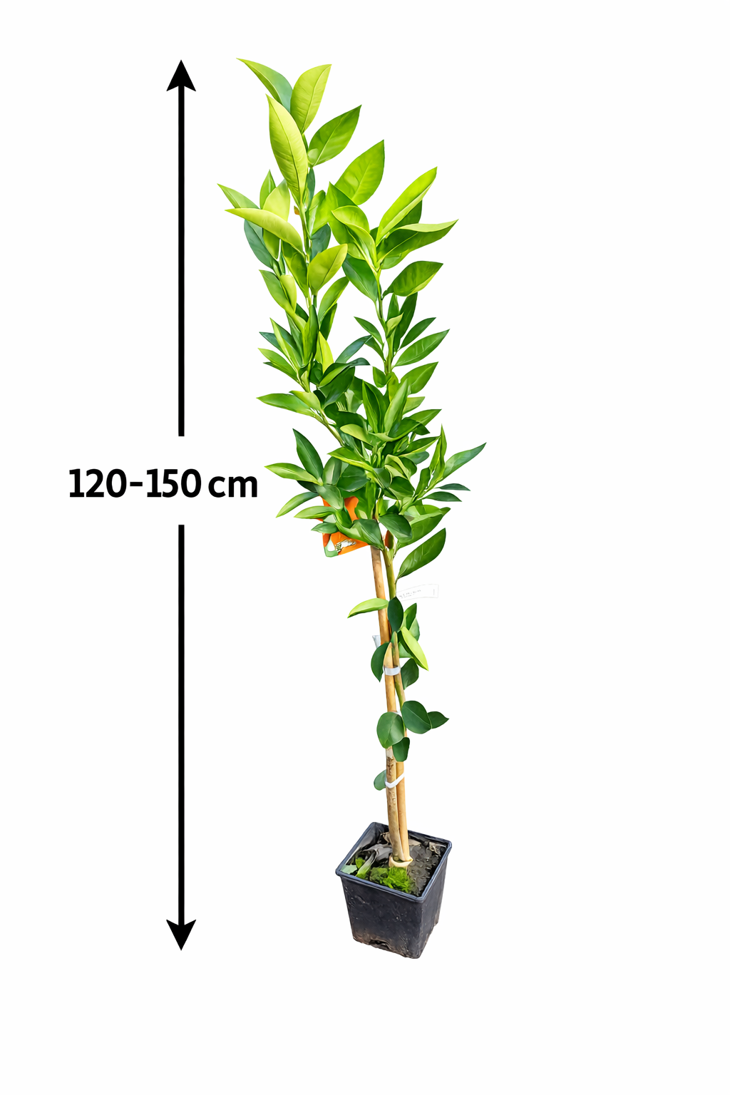 Citroník Clementine Spinoso (120-150 cm) – Sladká klementinka pro vaši zahradu