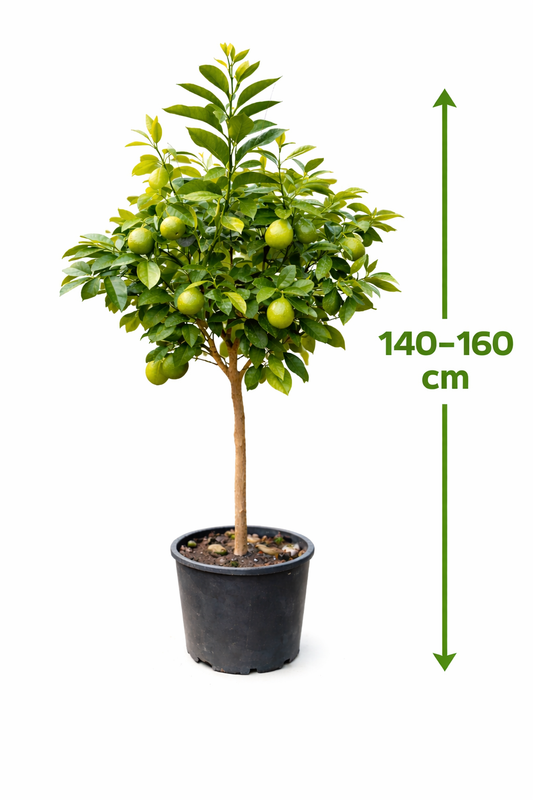 Bergamot 160-180 cm - s květy / plody Citrus bergamia - Bergamotto - SILNÝ STONEK