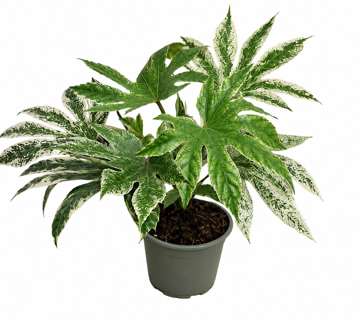 Fatsia japonica Spiderweb - Aralie - Pokojová rostlina - Listnatá rostlina