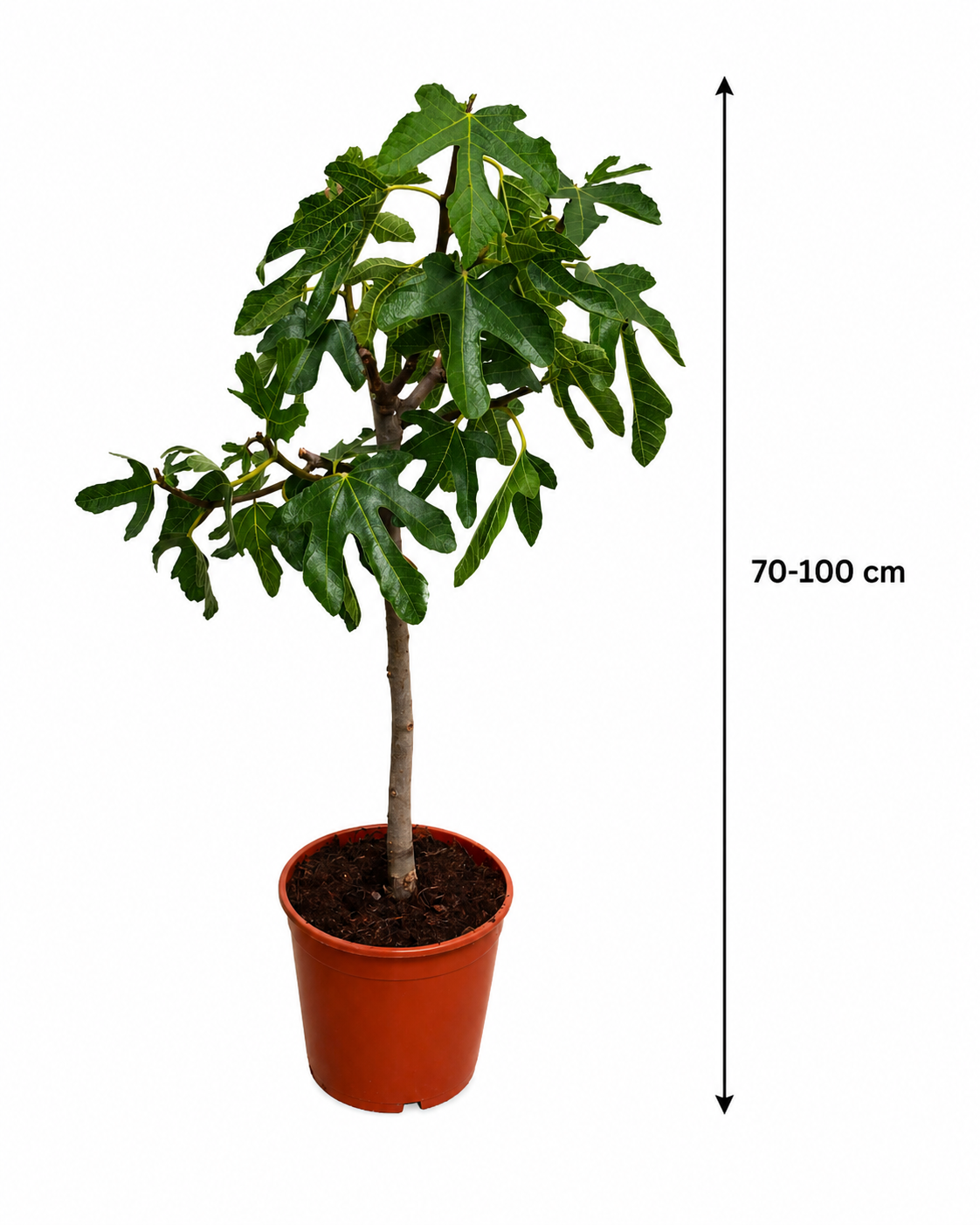 Ficus carica ‘Napolitana’ Feigenbaum 70–100 cm – Winterharte Echte Feige für Garten, Terrasse & Kübel