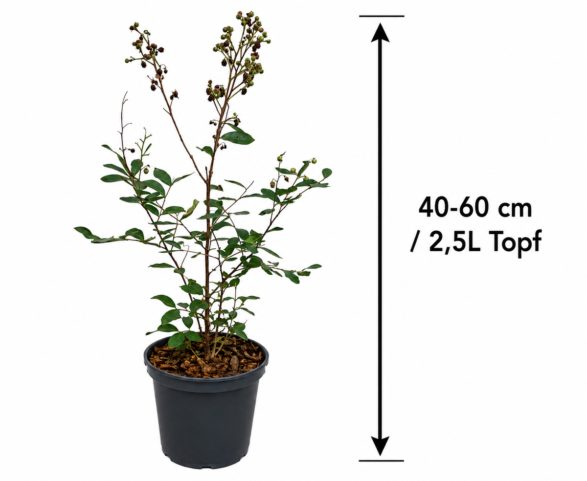 Lagerstroemia indica Pink 40–60 cm – Rosa Kreppmyrte im 2,5-Liter-Topf – Flieder des Südens für Garten, Kübel und Terrasse