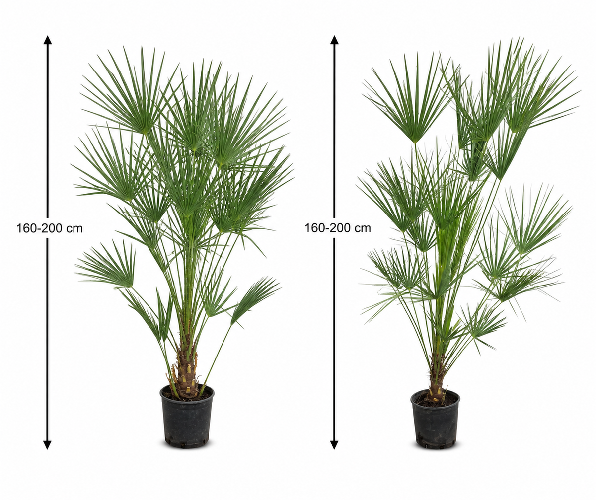 2 Stück Zwergpalme 160–200 cm – Chamaerops humilis | Winterharte Europäische Fächerpalme für Garten & Terrasse