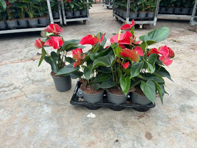 Červený plameňák (Anthurium andraeanum 'Red Bull') – Exotická pokojová rostlina, 50–60 cm, dlouhá a nenáročná na péči.