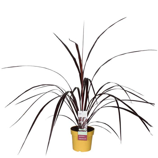 Cordyline X Festival® Burgundy 120-140 cm Keulenlilie