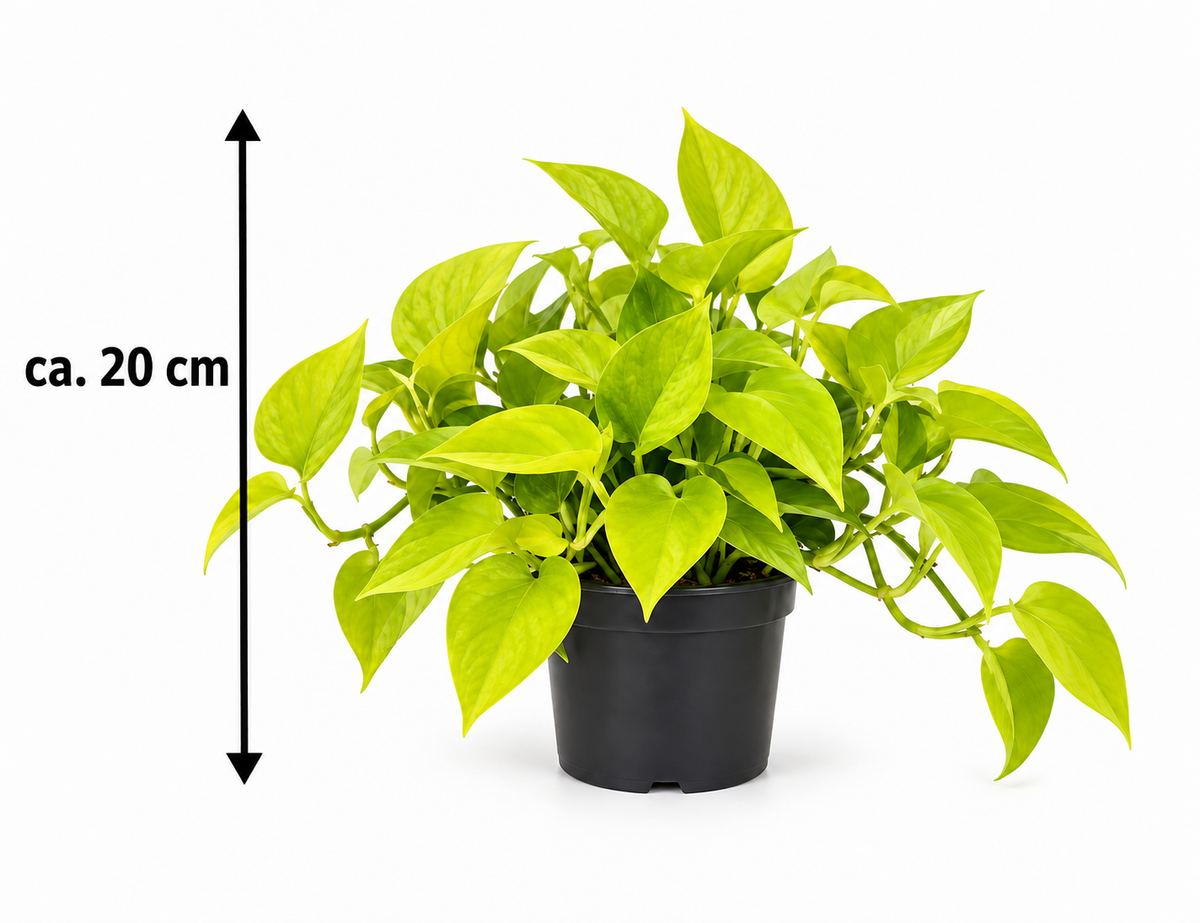 Klassiker für Ihr Zuhause: Epipremnum 'Golden Pothos' - Rankende Efeutute ca. 20 cm - Pflegeleicht & Dekorativ