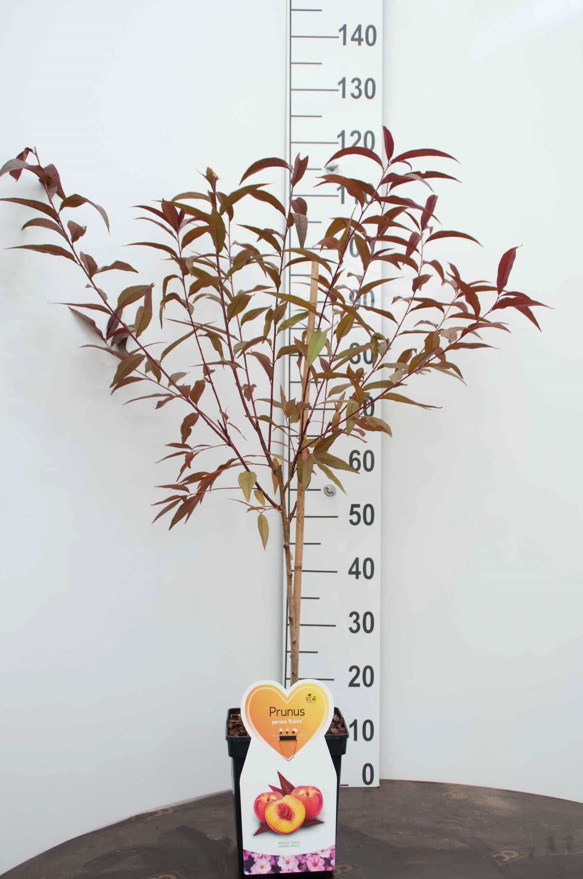 Prunus persica "Rubira" 100-120 cm okrasná broskev, červenolistá divoká broskev, jedlá