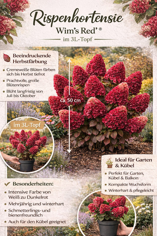 Latová hortenzie 'Wim's Red' – Hydrangea paniculata v 3l květináči | Kvetoucí okrasný keř v červené a bílé barvě