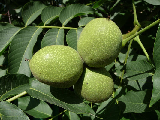 Echte Walnuss - Juglans regia - Walnussbaum