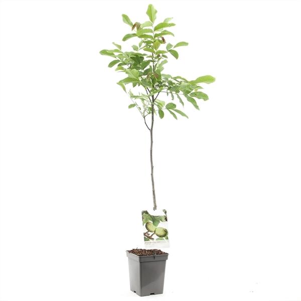 Echte Walnuss - Juglans regia - Walnussbaum