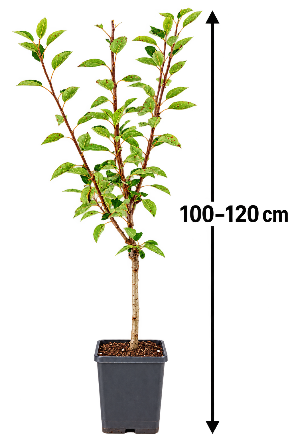 Malus domestica 'Discovery' - letní jabloň 'Discovery - jabloň