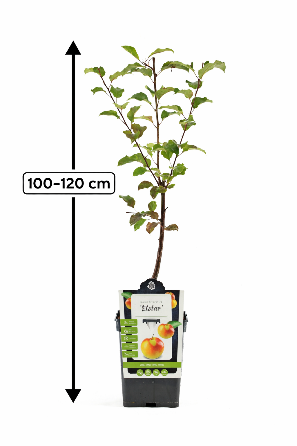 Elstar Apfelbaum 100–120 cm – Malus domestica Apfelbaum winterhart, ertragreich, süß-aromatisch, ideal für Garten & Terrasse