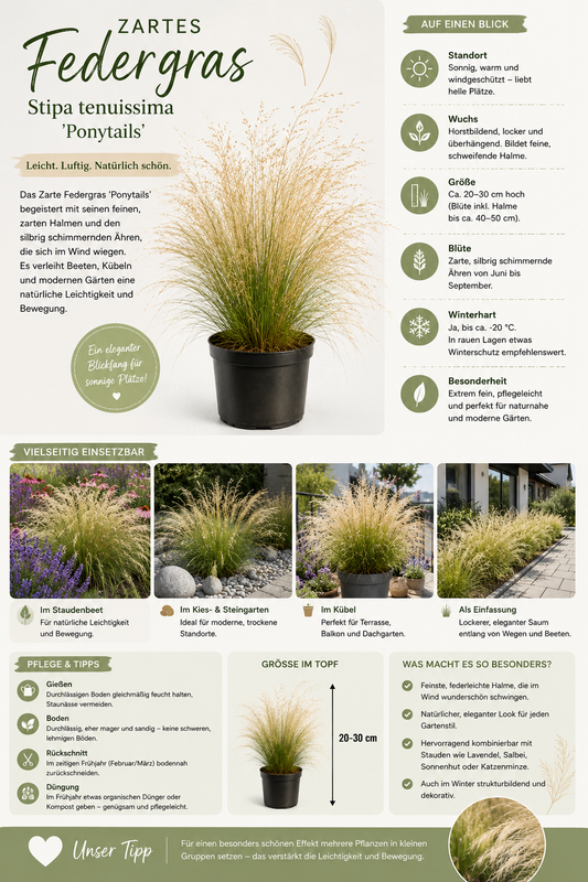 Federgras Pony Tails Stipa tenuissima 20-30 cm - Winterhartes Ziergras - Mexikanisches Federgras - Staude für Garten & Kübel