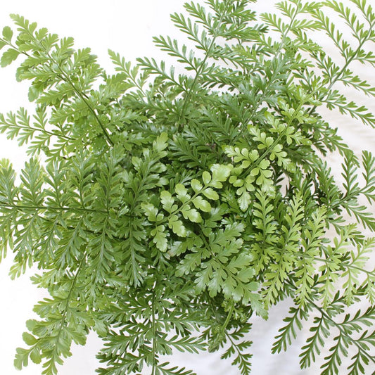 Asplenium „Parvati“ Nestfarn – Streifenfarn Zimmerpflanze | Pflegeleichte Grünpflanze ca. 25 cm | Farn für Wohnung & Büro
