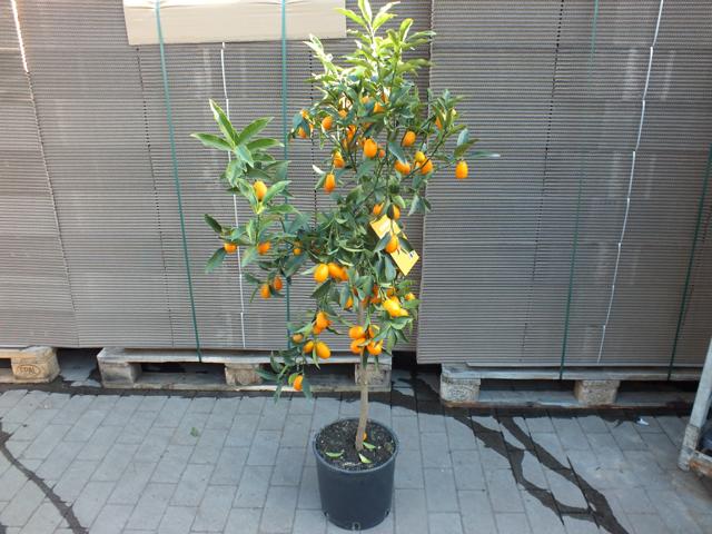 Kumquat s ovocem 130-160 cm Fortunella margarita Citrus citrusová rostlina