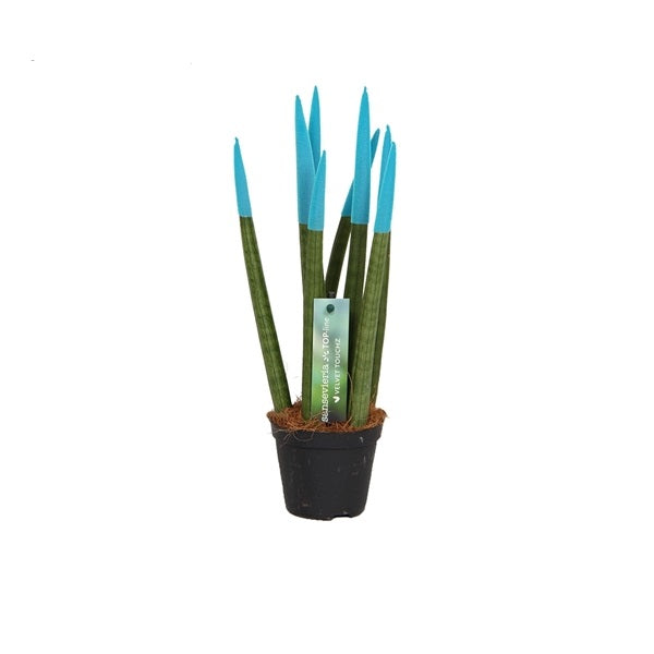 Sansevieria válcovitá rovná - Spaghetti VELVET TOUCHZ® - 30 cm hadovitá rostlina