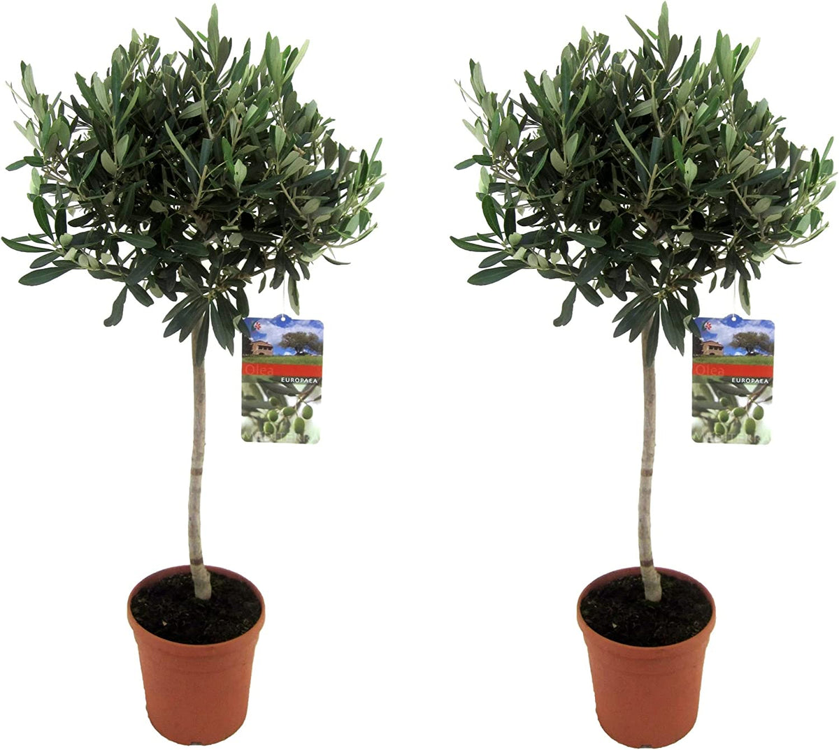 Angebot 2 Stück Olivenbaum ca. 70-90 cm Sonderposten - Olea Europea Stämmchen Formgehölz