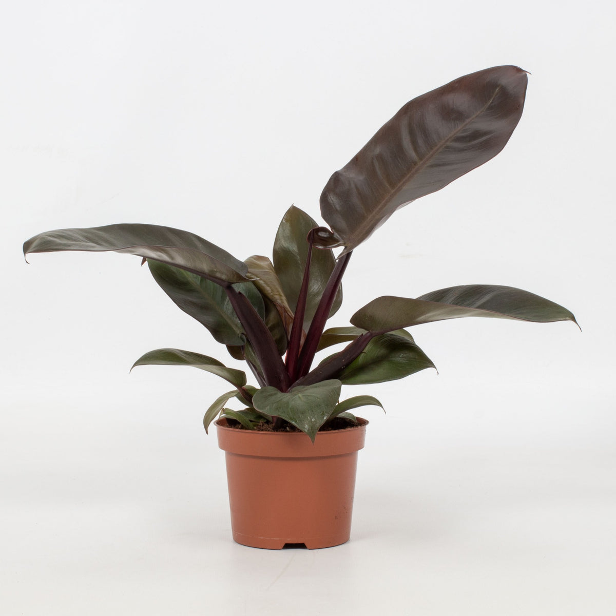 Philodendron Black Cardinal ca. 30 cm Baumfreund Zimmerpflanze