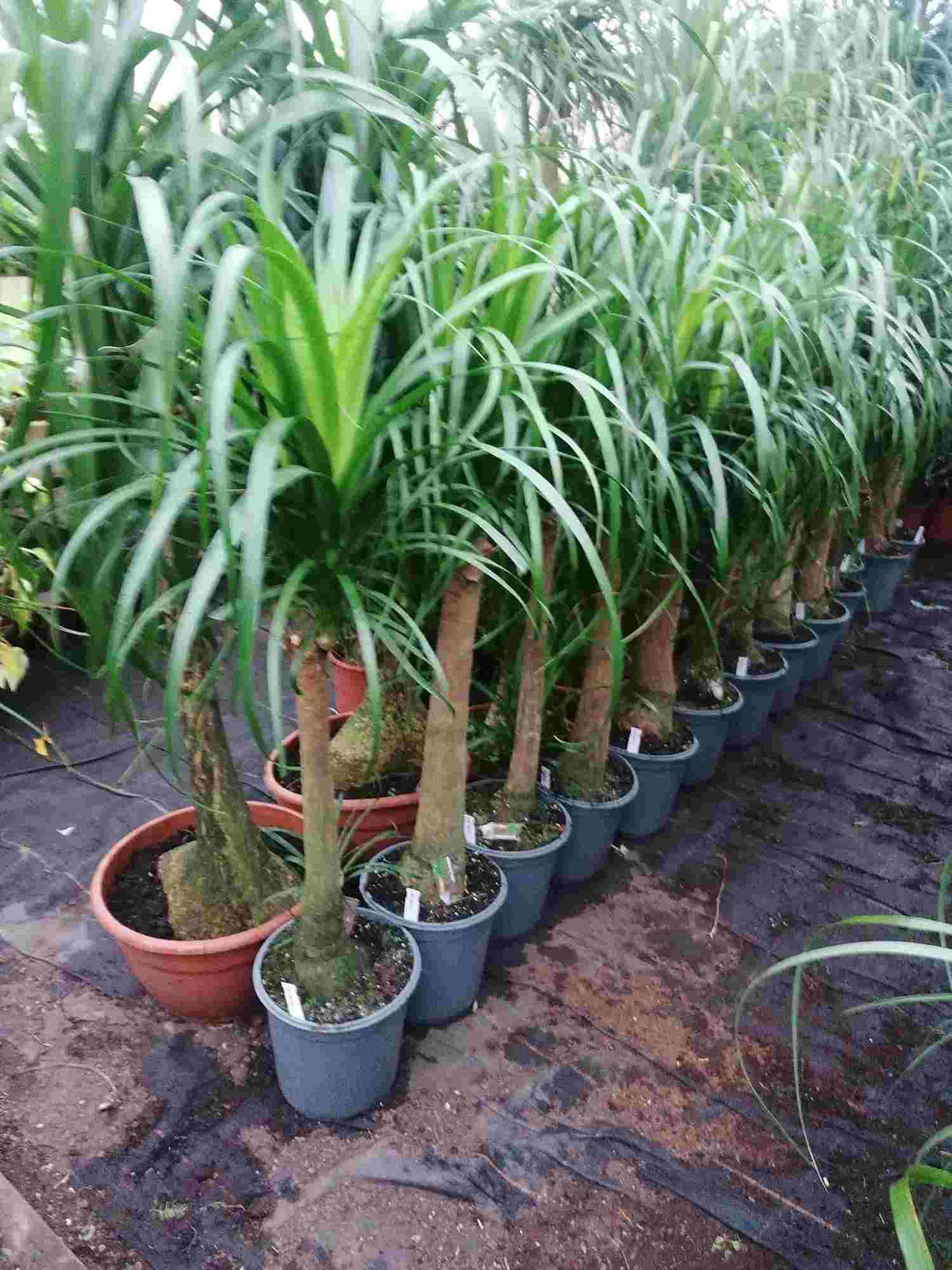 Elefantenfuß ANGEBOT 100-130 cm Beaucarnea recurvata Flaschenbaum Wasserpalme Zimmerpflanze