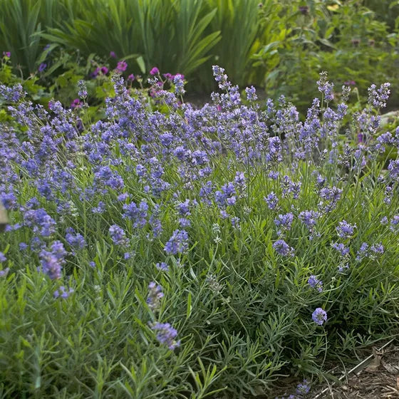 Zahradní levandule 'Blue Cushion'® 0,5l květináč - Lavandula angustifolia