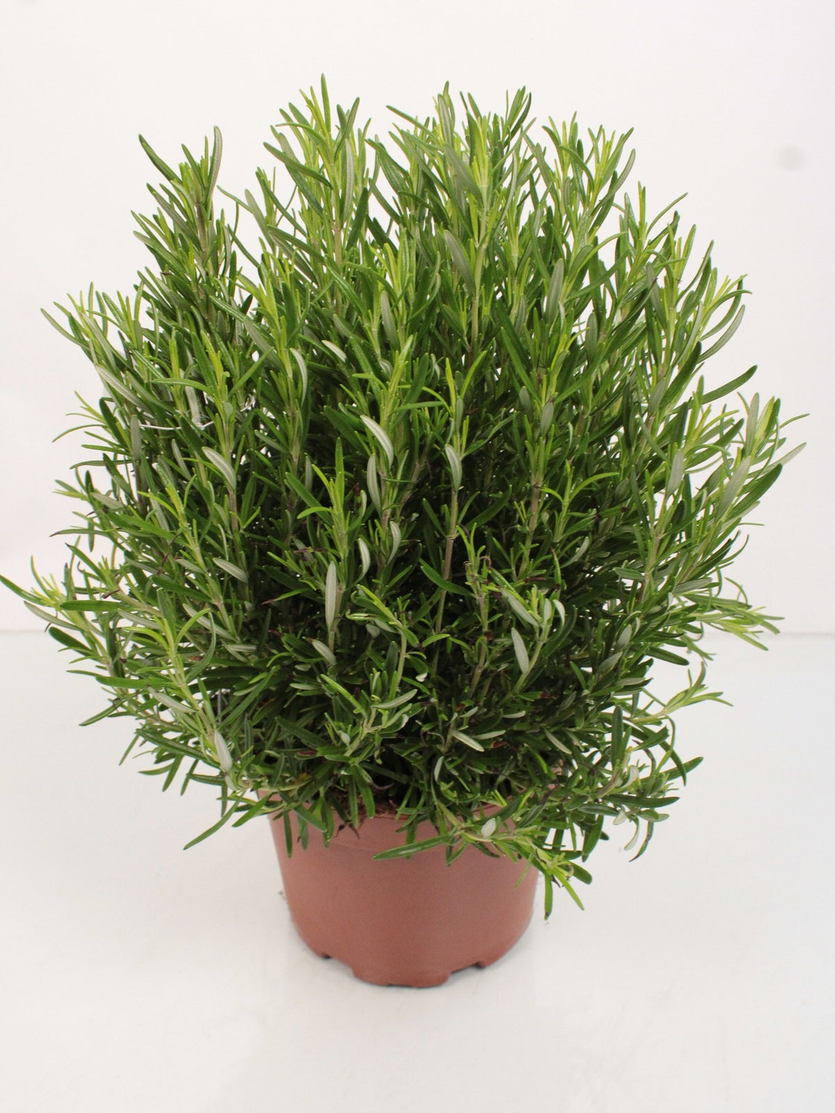XXL Rozmarýn 40-60 cm Šalvěj rozmarýnová - Rosmarinus officinalis - Bylina - Koření