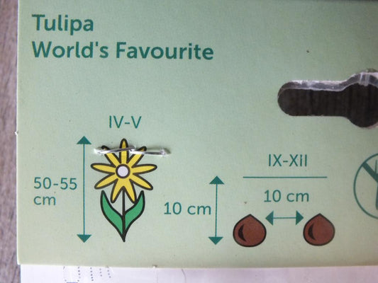 7 x World´s Favourite Tulpenzwiebeln - winterharter Pflanzen für Garten und Balkon -mehrjährig - für Topf und Beet